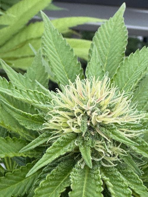 2026 Balcony Grow Experiment. Week 14 - BBM Flower Week 4
