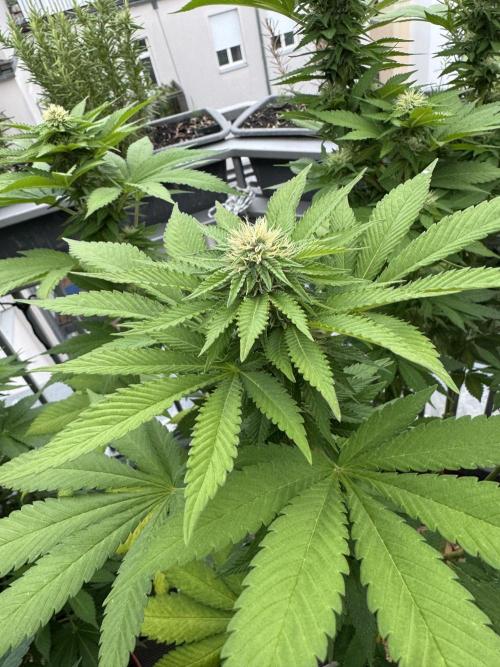 2026 Balcony Grow Experiment. Week 14 - BBM Flower Week 4
