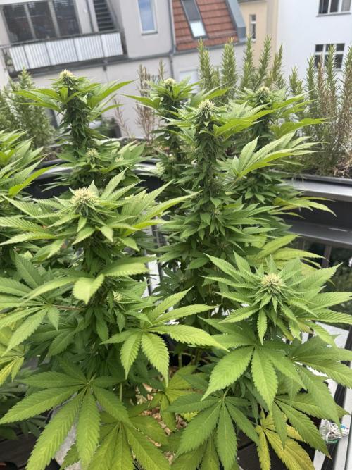 2026 Balcony Grow Experiment. Week 14 - BBM Flower Week 4
