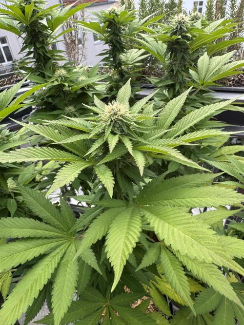 2026 Balcony Grow Experiment. Week 14 - BBM Flower Week 4
