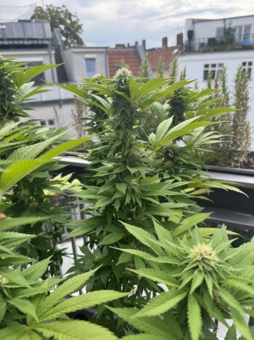 2026 Balcony Grow Experiment. Week 14 - BBM Flower Week 4
