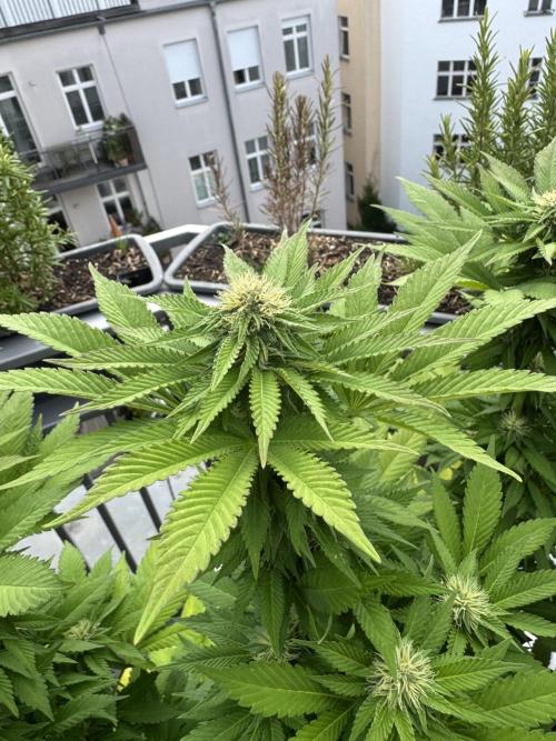 2026 Balcony Grow Experiment. Week 14 - BBM Flower Week 4
