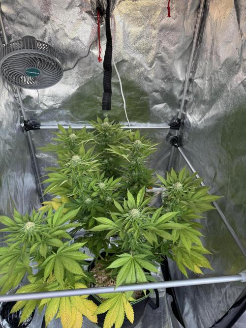 2026 Balcony Grow Experiment. Week 14 - BBM Flower Week 4
