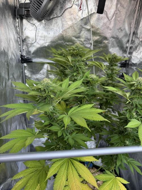 2026 Balcony Grow Experiment. Week 14 - BBM Flower Week 4
