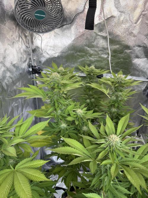 2026 Balcony Grow Experiment. Week 14 - BBM Flower Week 4
