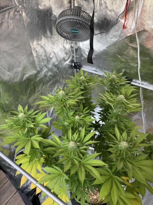 2026 Balcony Grow Experiment. Week 14 - BBM Flower Week 4
