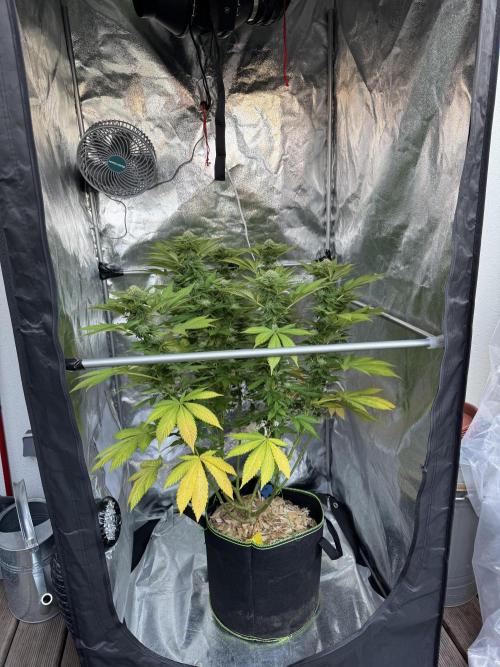 2026 Balcony Grow Experiment. Week 14 - BBM Flower Week 4
