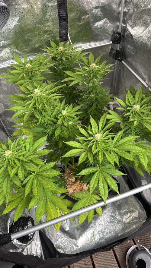Blackberry Moonrocks. Week 14