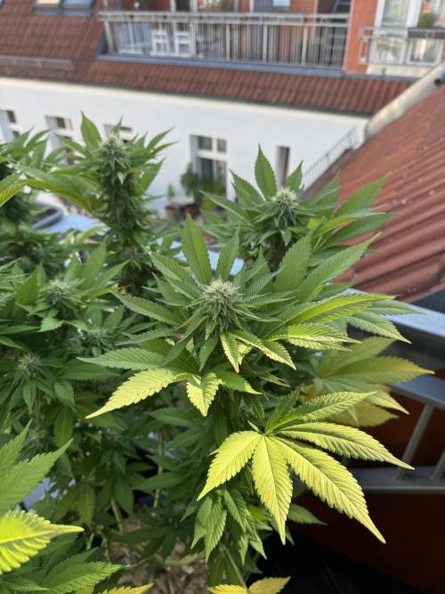 2026 Balcony Grow Experiment. Week 15 - BBM Flower Week 5