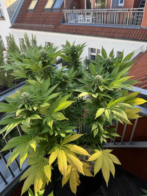 2026 Balcony Grow Experiment. Week 15 - BBM Flower Week 5