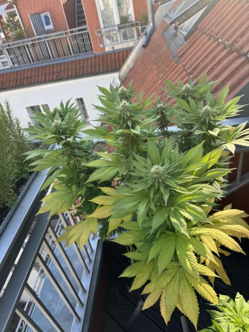 2026 Balcony Grow Experiment. Week 15 - BBM Flower Week 5