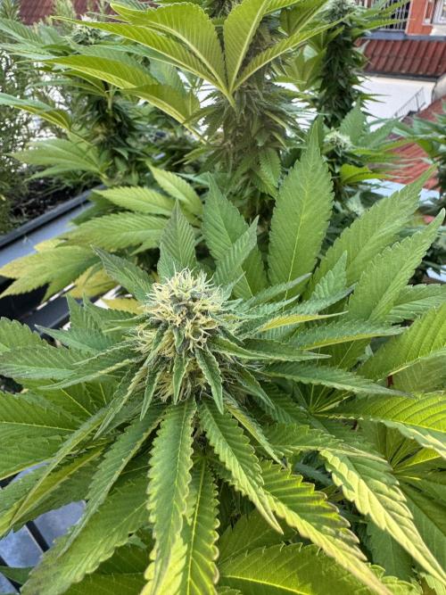 2026 Balcony Grow Experiment. Week 15 - BBM Flower Week 5