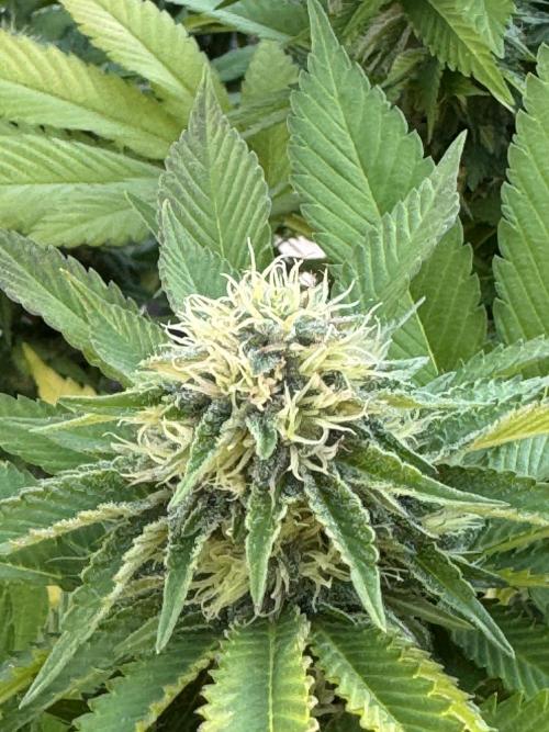 2026 Balcony Grow Experiment. Week 15 - BBM Flower Week 5