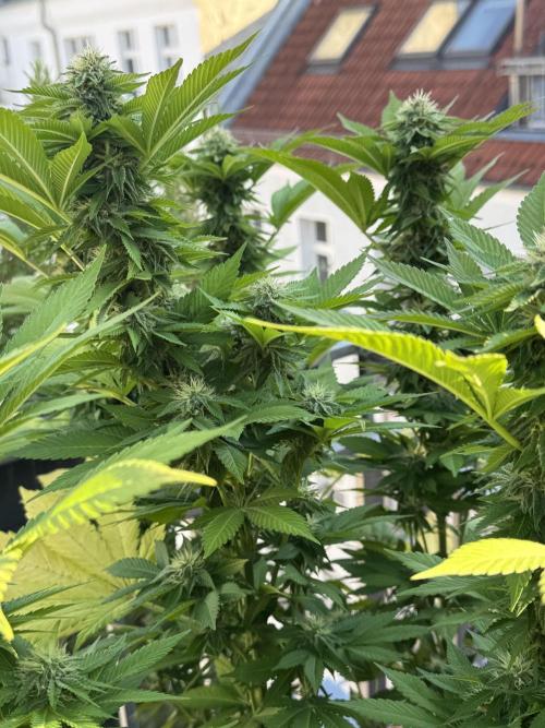 2026 Balcony Grow Experiment. Week 15 - BBM Flower Week 5