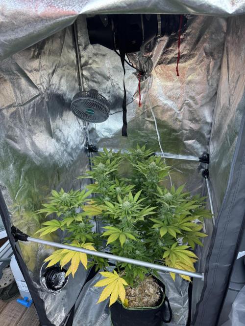 2026 Balcony Grow Experiment. Week 15 - BBM Flower Week 5