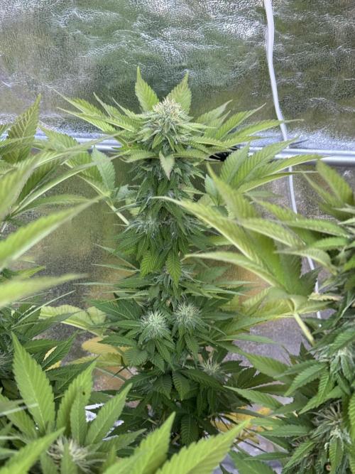 2026 Balcony Grow Experiment. Week 15 - BBM Flower Week 5