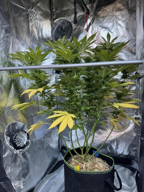 2026 Balcony Grow Experiment. Week 15 - BBM Flower Week 5