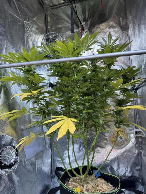 2026 Balcony Grow Experiment. Week 15 - BBM Flower Week 5