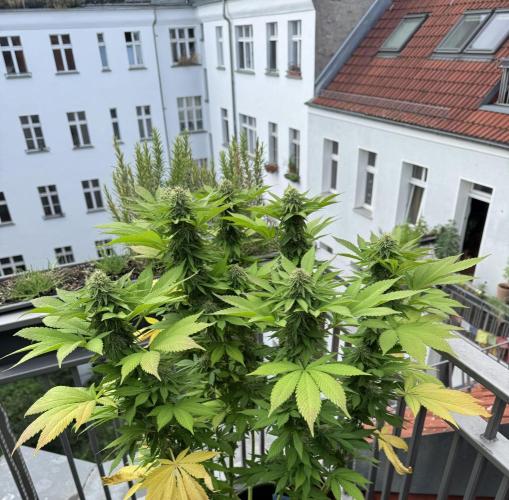 2026 Balcony Grow Experiment. Week 15 - BBM Flower Week 5