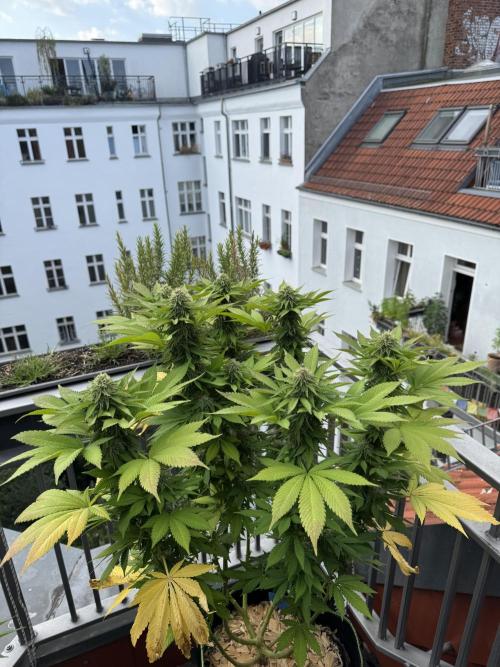 2026 Balcony Grow Experiment. Week 15 - BBM Flower Week 5