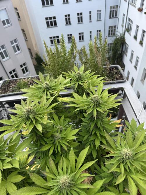 2026 Balcony Grow Experiment. Week 15 - BBM Flower Week 5