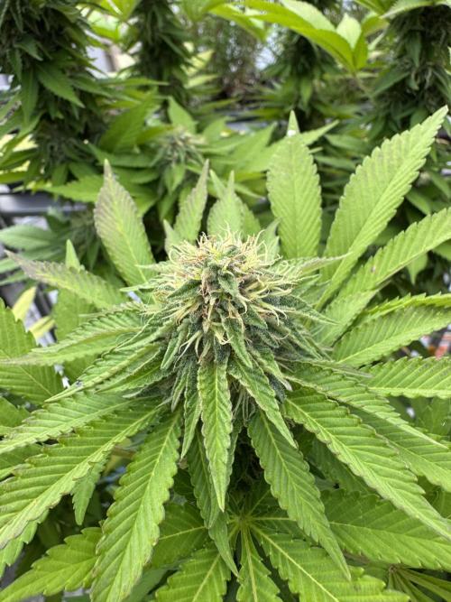 2026 Balcony Grow Experiment. Week 15 - BBM Flower Week 5