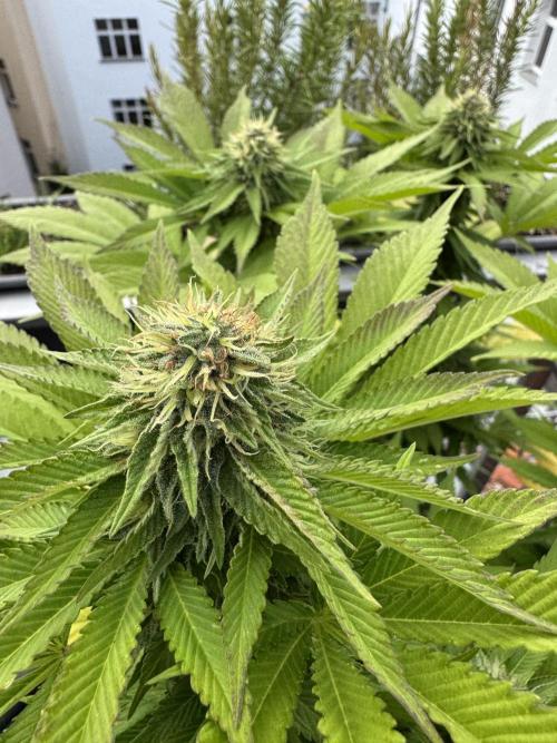 2026 Balcony Grow Experiment. Week 15 - BBM Flower Week 5