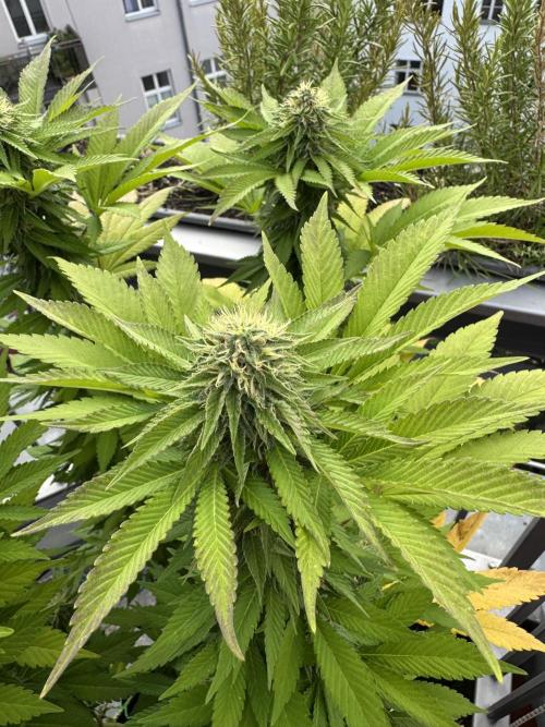 2026 Balcony Grow Experiment. Week 15 - BBM Flower Week 5