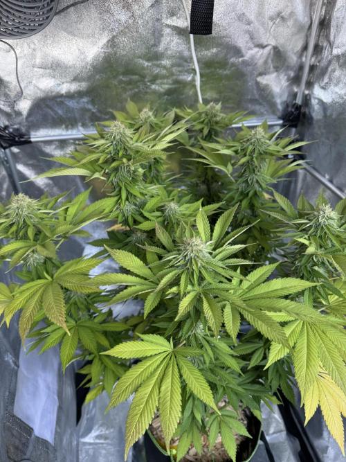2026 Balcony Grow Experiment. Week 15 - BBM Flower Week 5