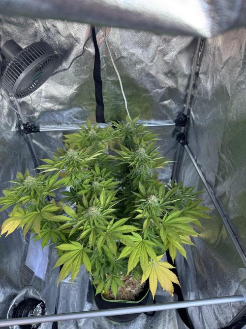 2026 Balcony Grow Experiment. Week 15 - BBM Flower Week 5