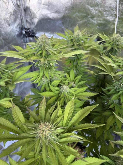 Blackberry Moonrocks. Week 15
