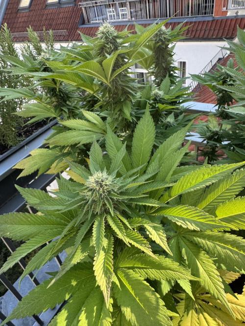 2026 Balcony Grow Experiment. Week 15 - BBM Flower Week 5