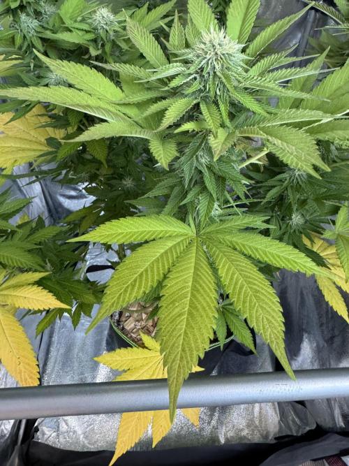 2026 Balcony Grow Experiment. Week 15 - BBM Flower Week 5