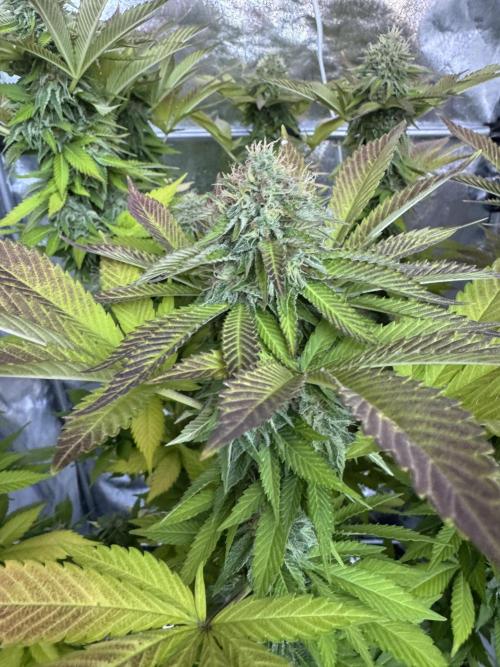2026 Balcony Grow Experiment. Week 16 - BBM Flower Week 6