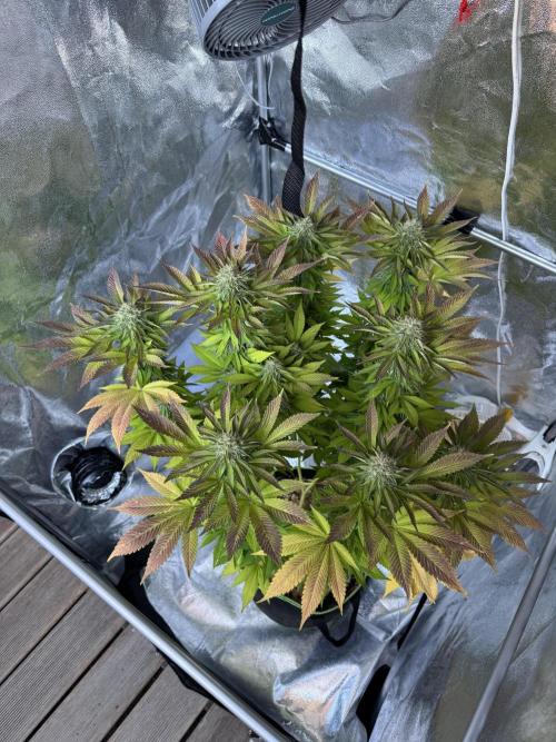 2026 Balcony Grow Experiment. Week 16 - BBM Flower Week 6