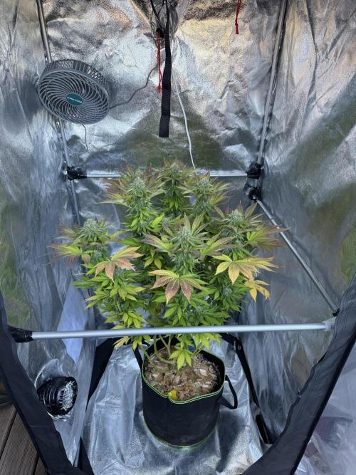2026 Balcony Grow Experiment. Week 16 - BBM Flower Week 6