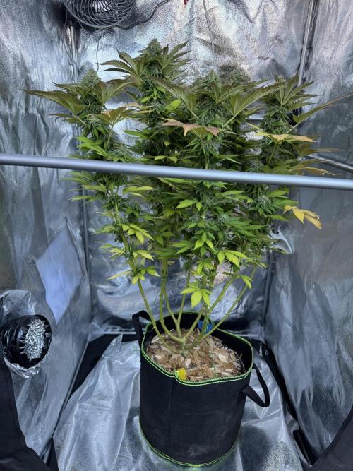2026 Balcony Grow Experiment. Week 16 - BBM Flower Week 6
