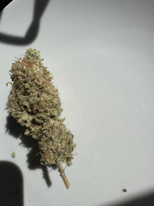 2026 1st Grow: Mix Grape Field. Week 16 - After 8 Days drying