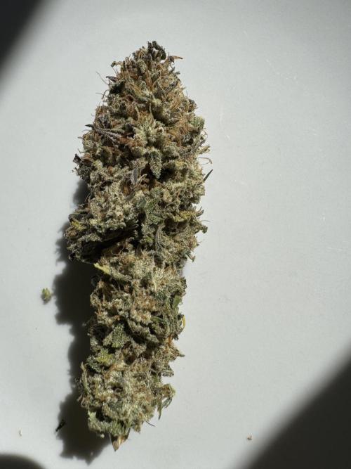 2026 1st Grow: Mix Grape Field. Week 16 - After 8 Days drying