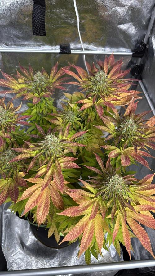 2026 Balcony Grow Experiment. Week 17 - BBM Flower Week 7