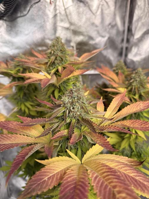 2026 Balcony Grow Experiment. Week 17 - BBM Flower Week 7