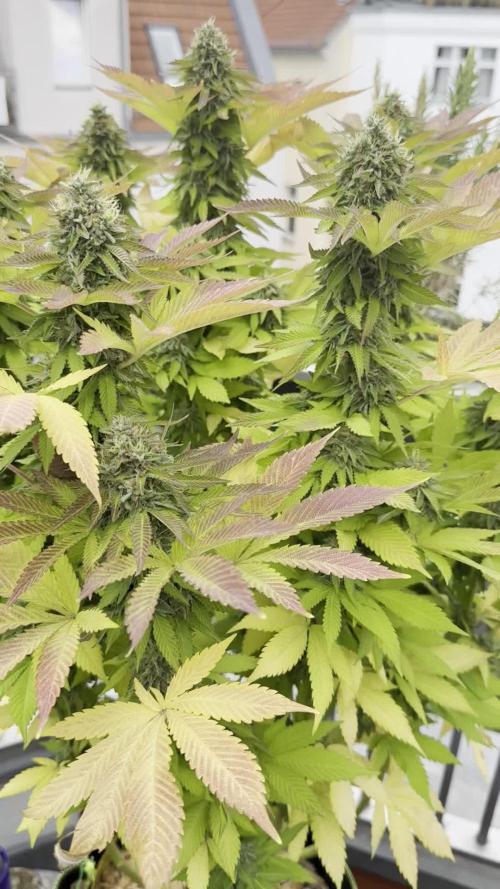 2026 Balcony Grow Experiment