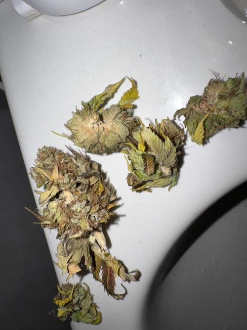 2026 Balcony Grow Experiment. Week 18 - Potential Bud Rot