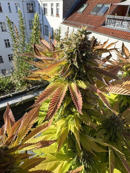 2026 Balcony Grow Experiment. Week 18