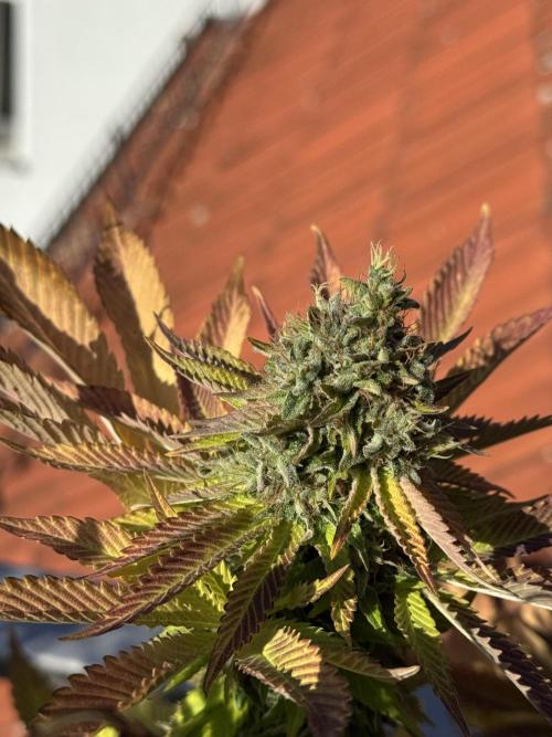 2026 Balcony Grow Experiment. Week 18