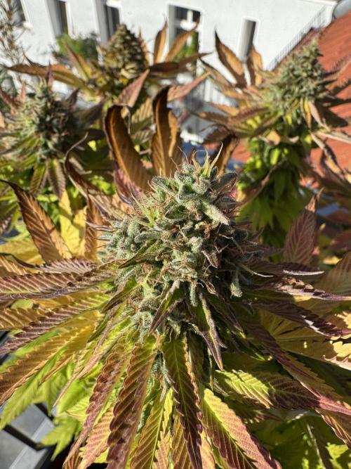 2026 Balcony Grow Experiment. Week 18