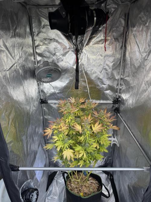 2026 Balcony Grow Experiment. Week 18 - In the tent during nights