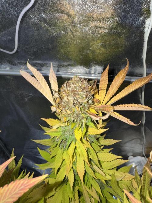 2026 Balcony Grow Experiment. Week 18