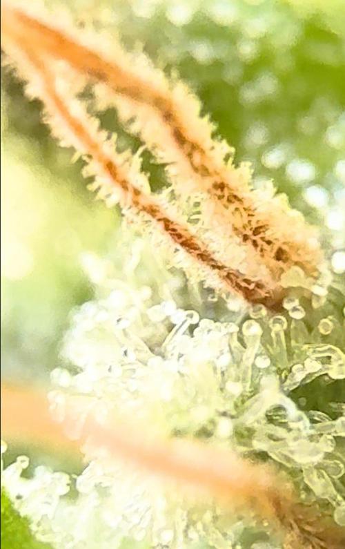 2026 Balcony Grow Experiment. Week 18 - Mid Micro