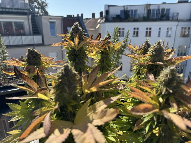 2026 Balcony Grow Experiment. Week 18